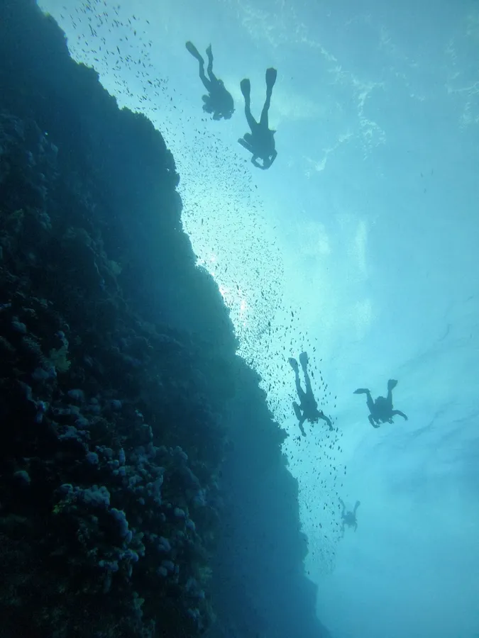 Divers swimming beside a coral reef
