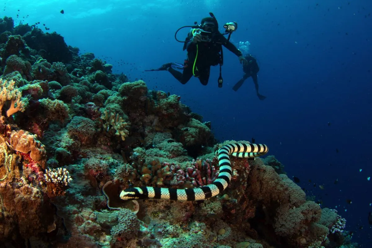 Scuba divers exploring a coral reef