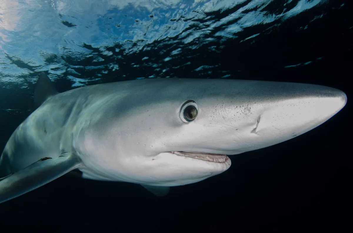 A blue shark swimming near the surface