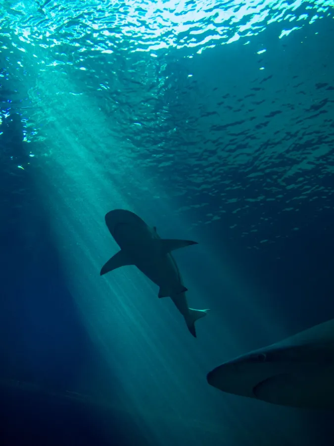 A shark swimming through shafts of sunlight in the deep blue sea