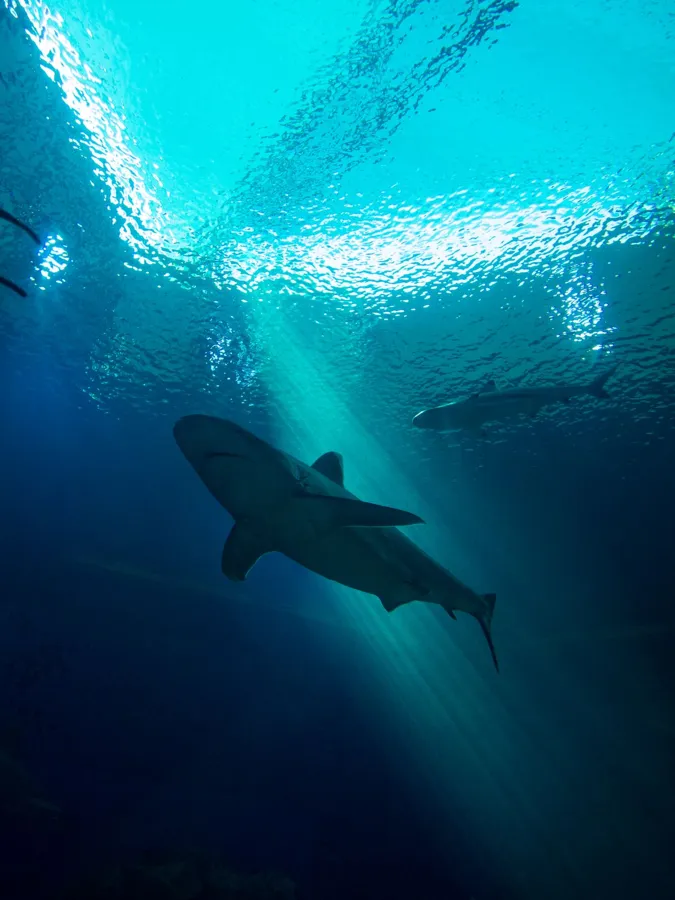 A shark silhouetted in blue water lit from above